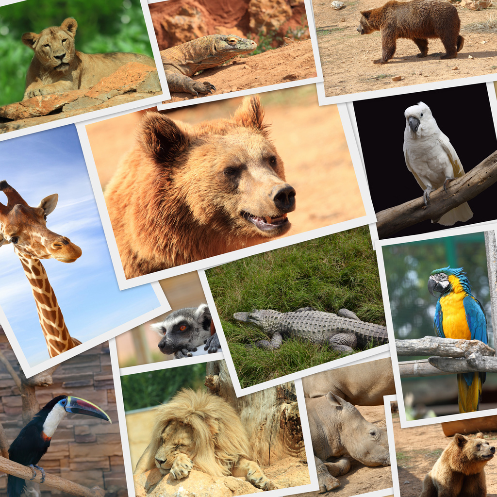 Photos of Wild Animals